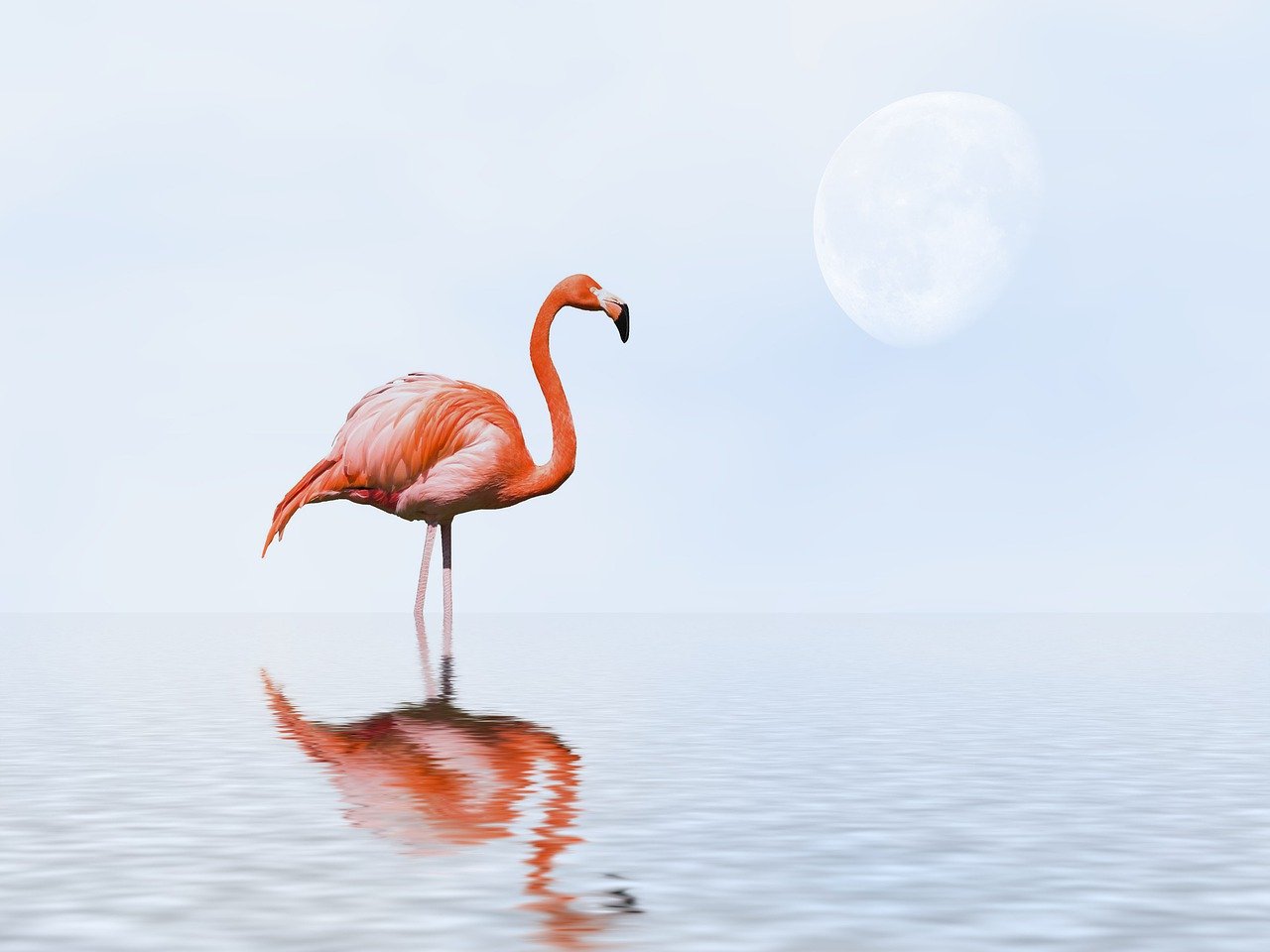 flamingo, bird, fantasy